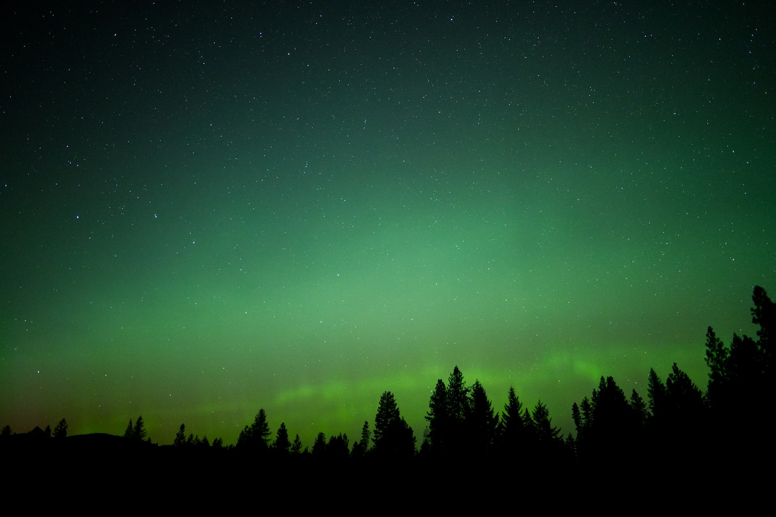 A green and black sky with trees in the foreground